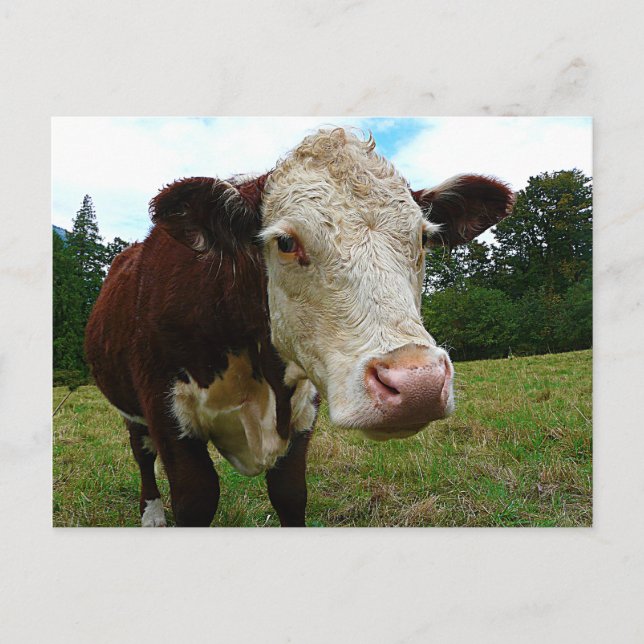 Postal High Def Hereford (Anverso)
