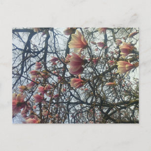 Postal High Park, Toronto Ontario Cherry Blossom 2016