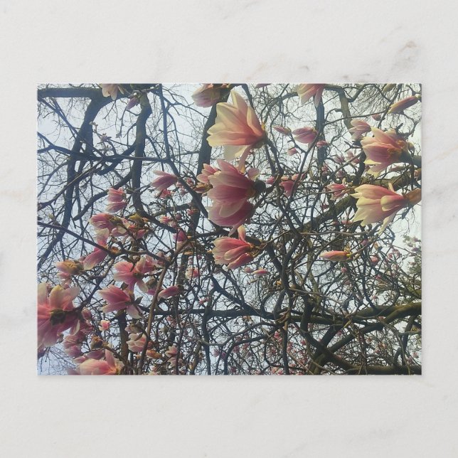 Postal High Park, Toronto Ontario Cherry Blossom 2016 (Anverso)