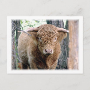 Postal Highland Bull
