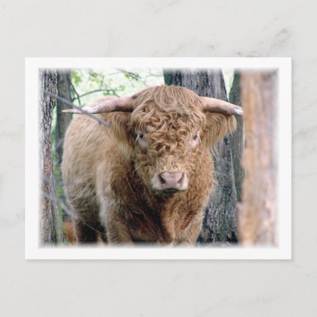 Postal Highland Bull (Anverso)