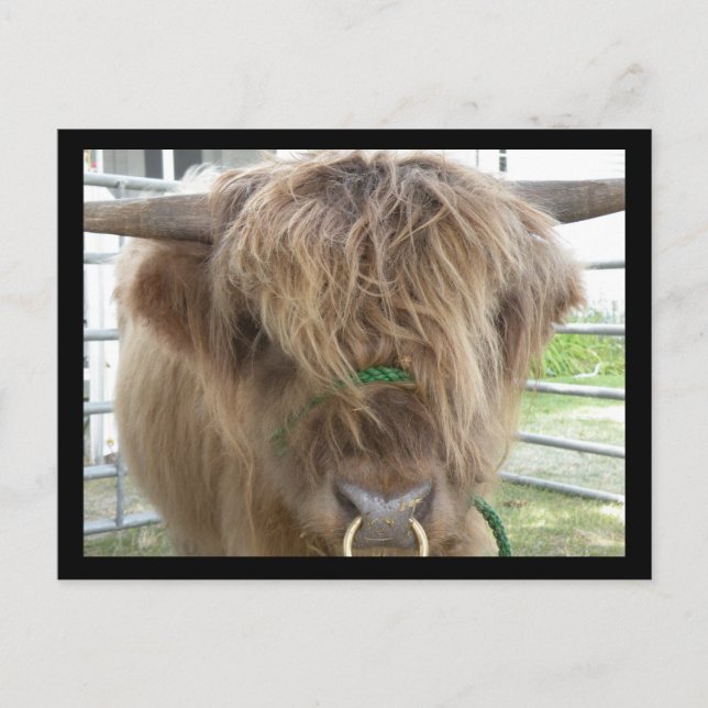 Postal Highland Cattle Bull (Anverso)