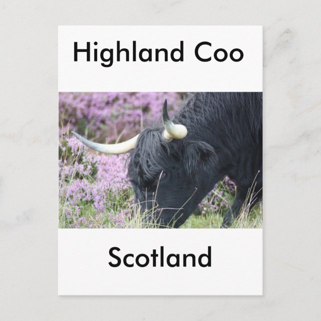 Postal Highland Coo (Anverso)