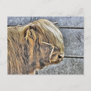 POSTAL HIGHLAND COW