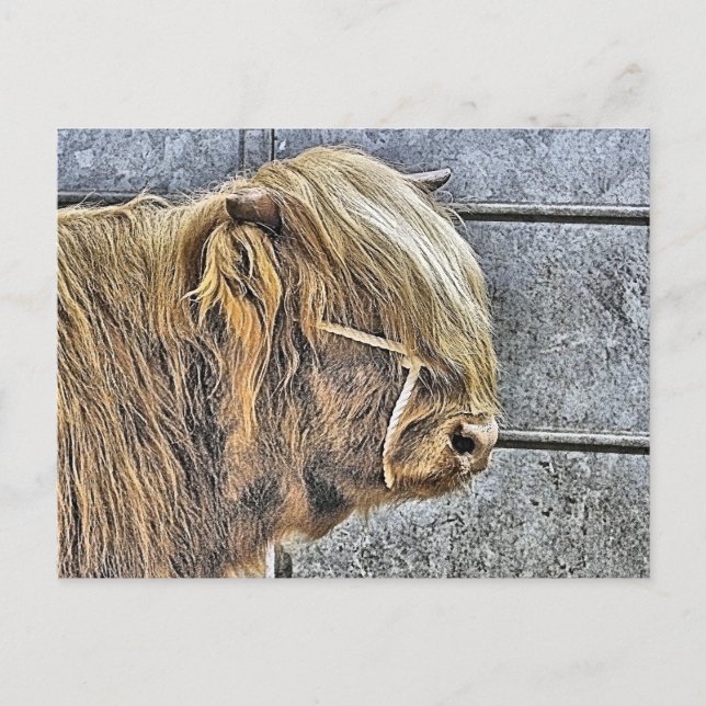 POSTAL HIGHLAND COW (Anverso)