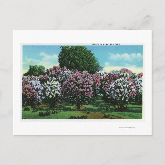 Postal Highland Park Lilacs en Bloom (Anverso)
