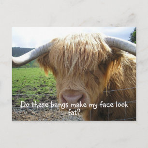 Postal Highland Steer Funny