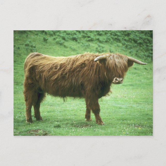 Postal Highland Steer, isla de Mull, interior (Anverso)