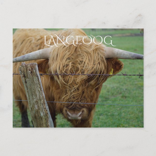 Postal Highland Steer, isla Langeoog, Islas Frisas (Anverso)