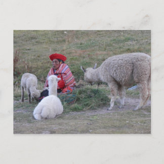 Postal Highlander con rebaño