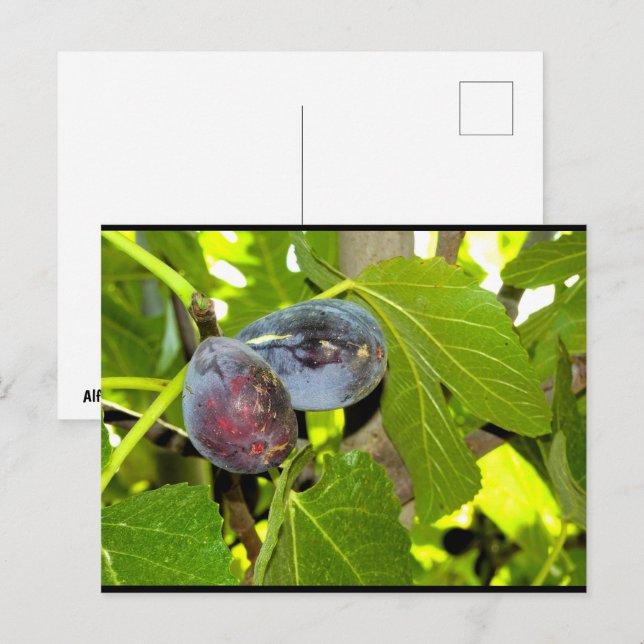 Postal Higos Morados en Árbol (Anverso / Reverso)