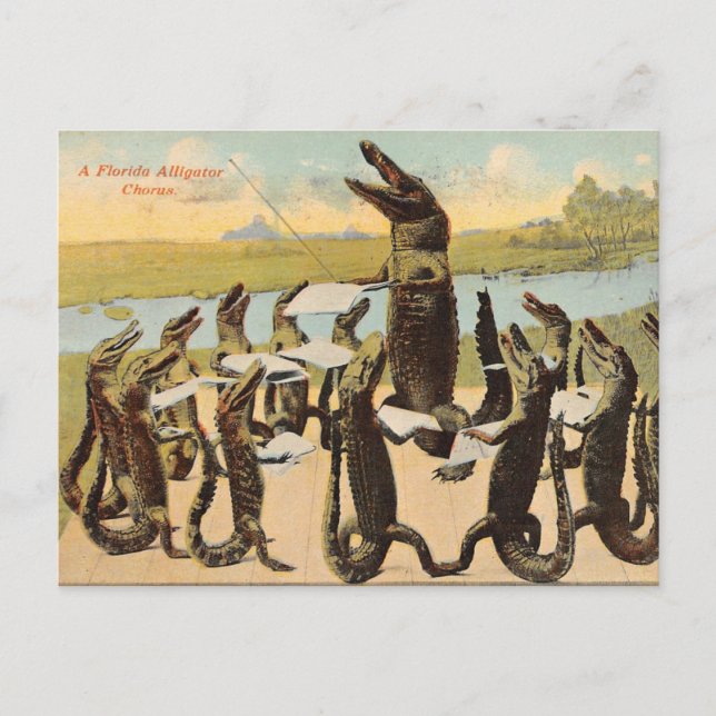 Postal Hilarious Florida Gator Chorus Postcard (Anverso)