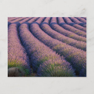 Postal Hileras de lavanda en Provenza