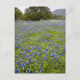 Postal Hill Country, Texas, Bluebonnets y Oak tree
