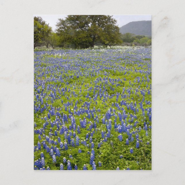 Postal Hill Country, Texas, Bluebonnets y Oak tree (Anverso)