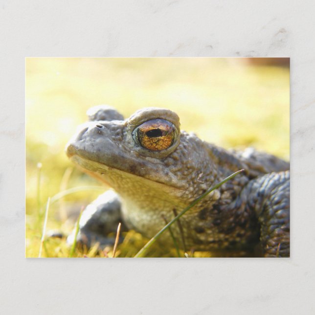 Postal Hill End Toad (Anverso)