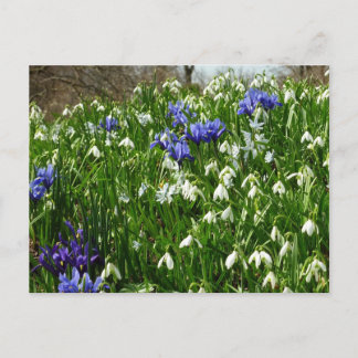 Postal Hillside of Early Spring Flowers Landscape