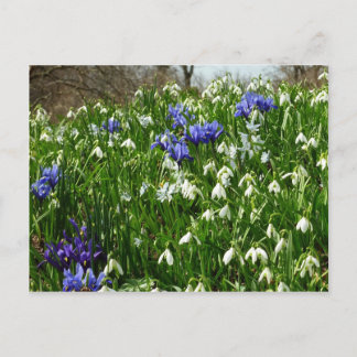 Postal Hillside of Early Spring Flowers Landscape