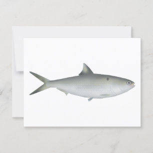 Postal Hilsa Shad