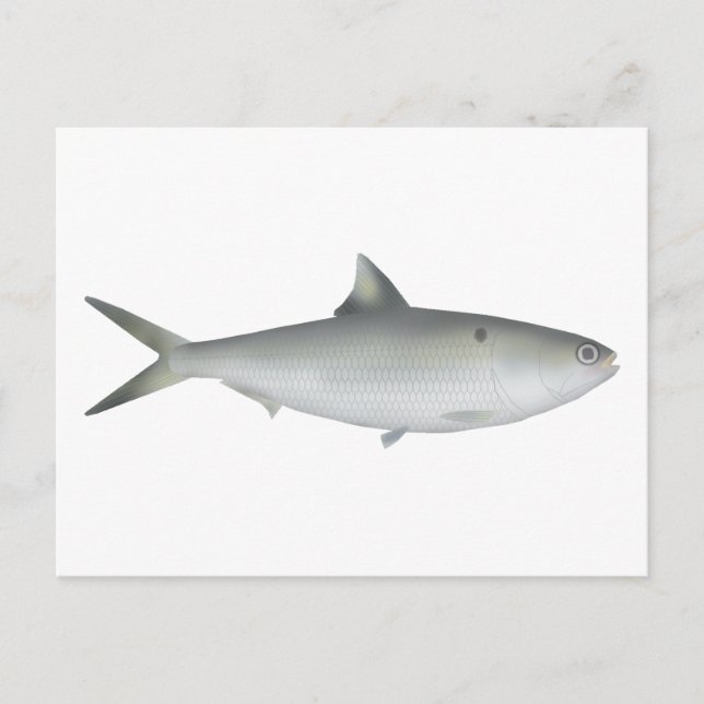 Postal Hilsa Shad (Anverso)