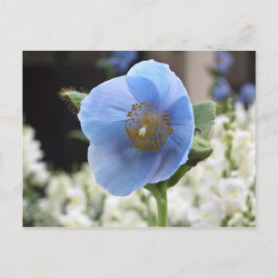 Postal Himalayan de la amapola azul