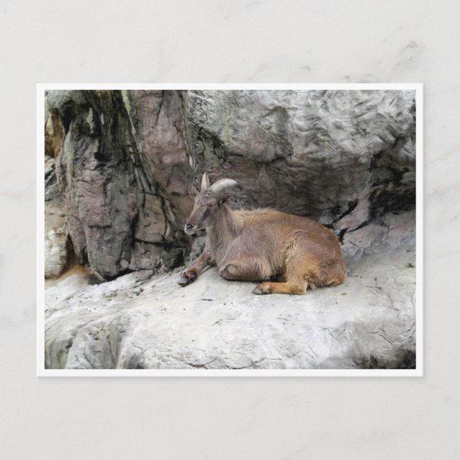 Postal himalayan tahr (Anverso)