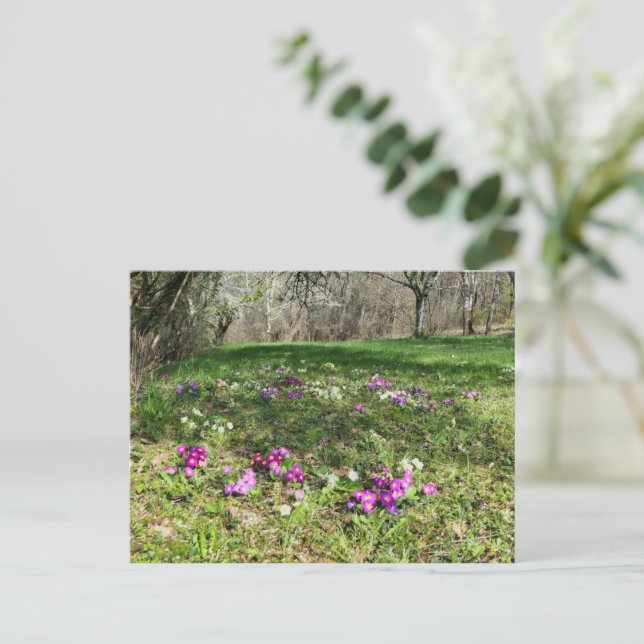 Postal Hinchera de la primavera (Anverso de pie)