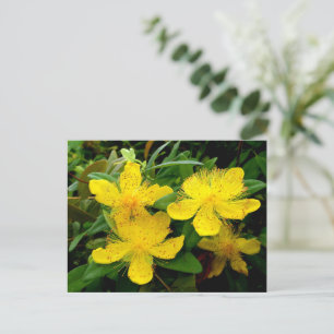 Postal Hipericum calycinum