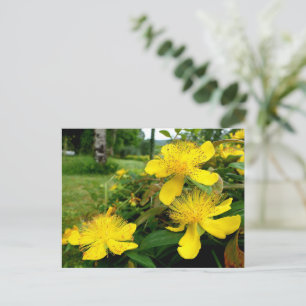 Postal Hipericum calycinum