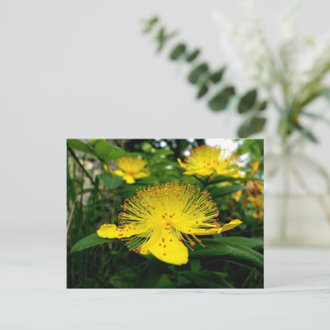 Postal Hipericum calycinum (Anverso de pie)