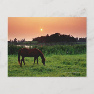 Postal Hípica en el campo al atardecer cerca de Edmonton,
