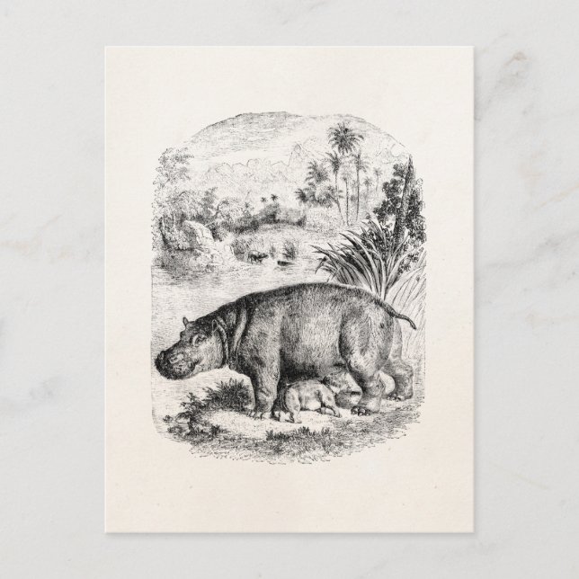 Postal Hipopótamo/ Hippo Enfermería Bebé Hipopótamo (Anverso)