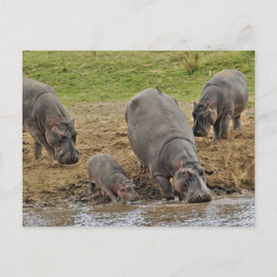 Postal Hipopótamo, Hippopótamo amphibius, Serengeti