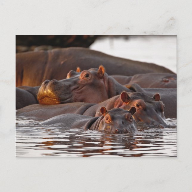 Postal Hipopótamo, Hippopotamus amphibius, Lago (Anverso)