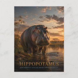 Postal Hipopótamo Río Africano ANIMALES
