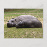 Hipótesis pigmeo