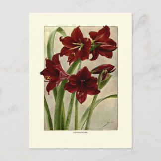 Postal Hippeastrums (Amaryllis)