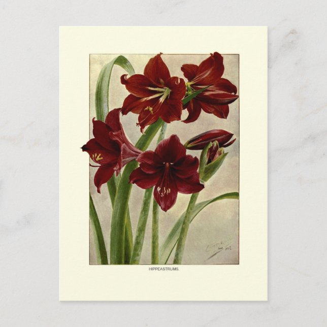 Postal Hippeastrums (Amaryllis) (Anverso)
