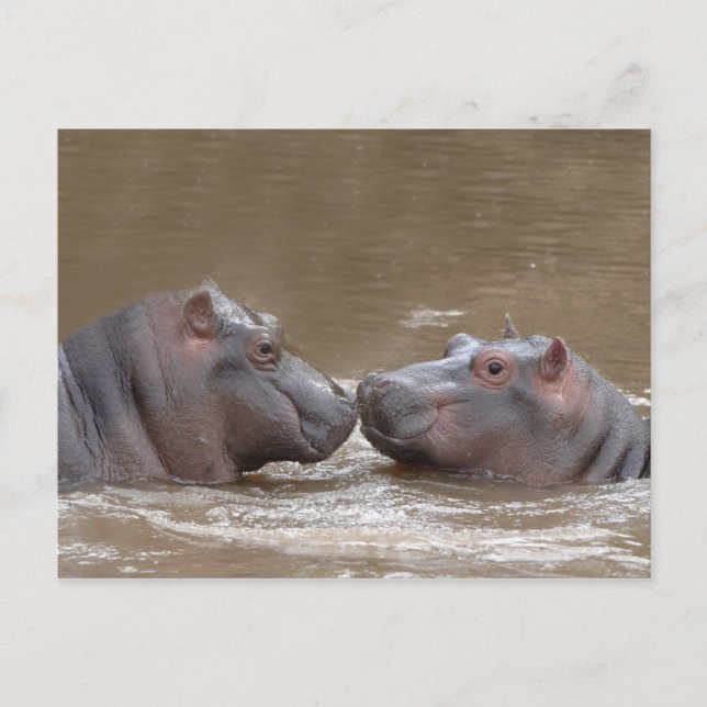 Postal Hippo (Anverso)