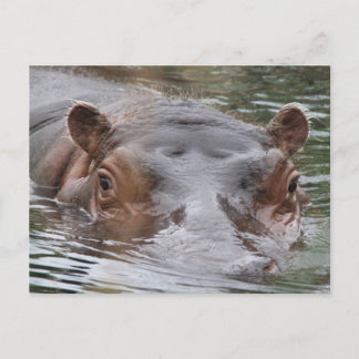 Postal Hippo