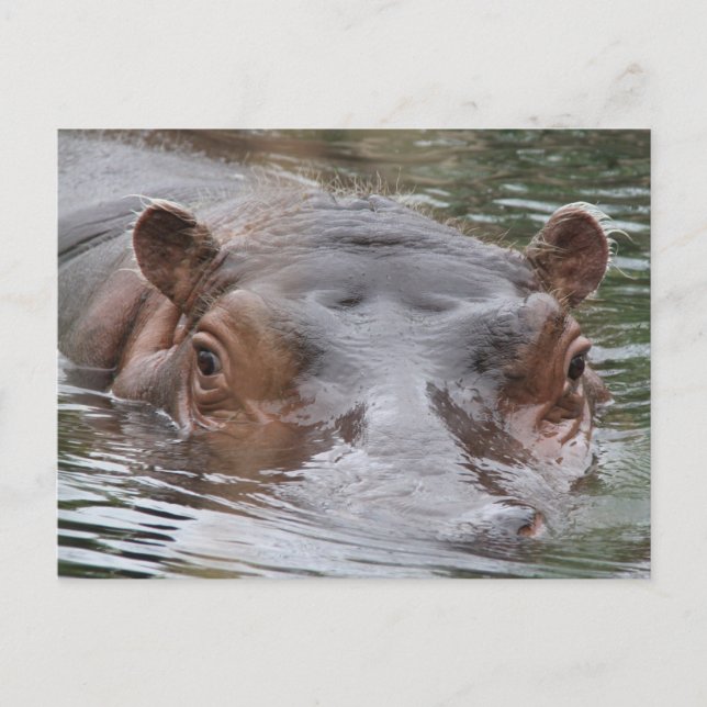 Postal Hippo (Anverso)