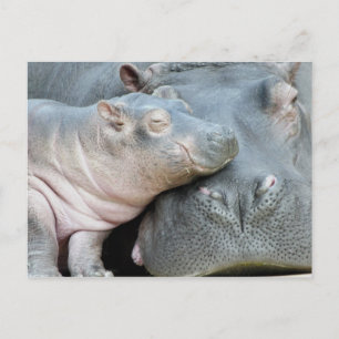 Postal Hippo