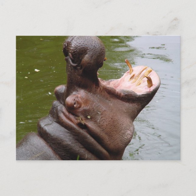 Postal Hippo (Anverso)