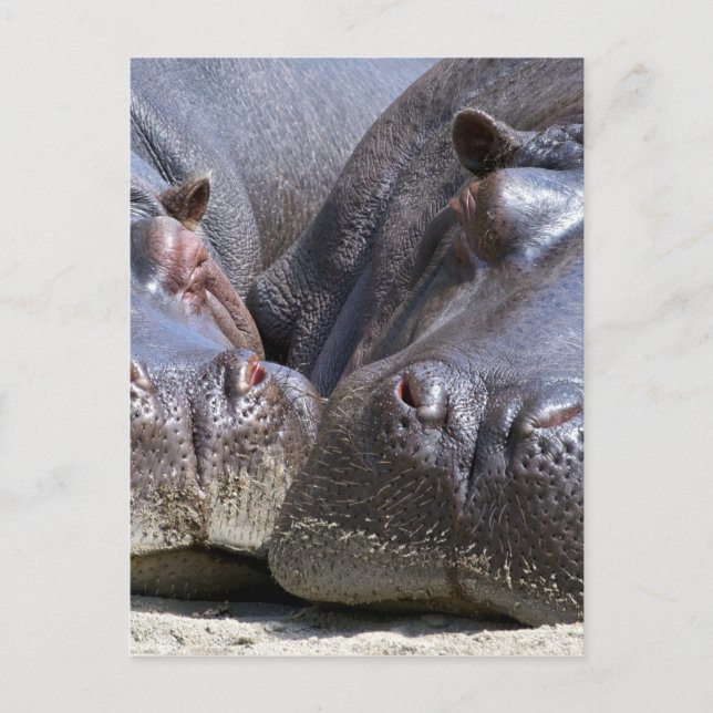 Postal Hippo (Anverso)