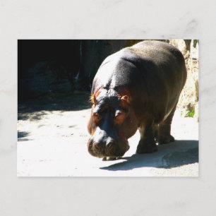 Postal Hippo