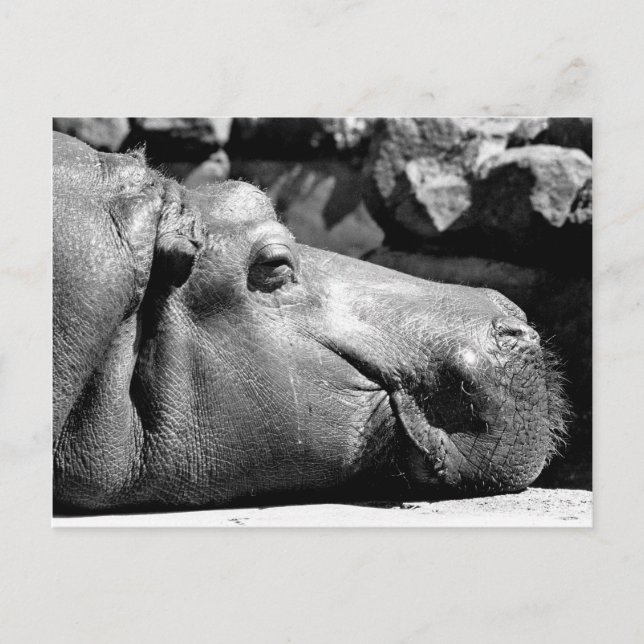 Postal Hippo Doze (Anverso)