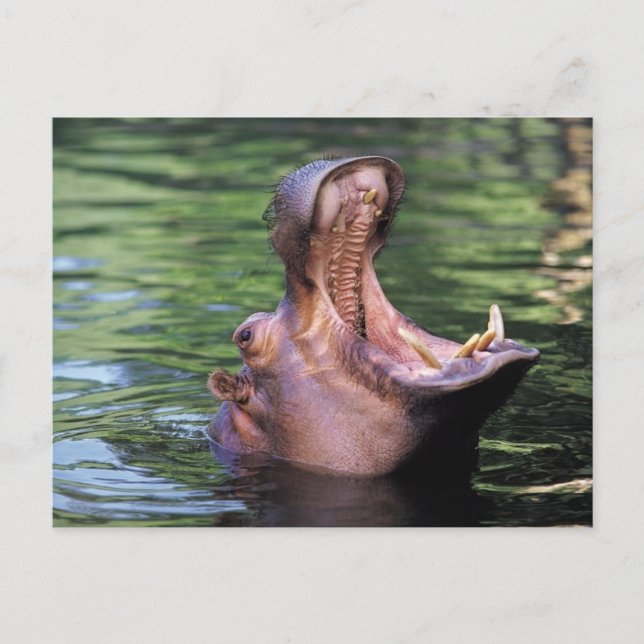 Postal Hippo hambriento (Anverso)