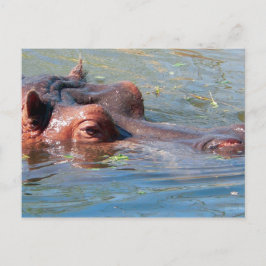 Postal Hippo Postcard