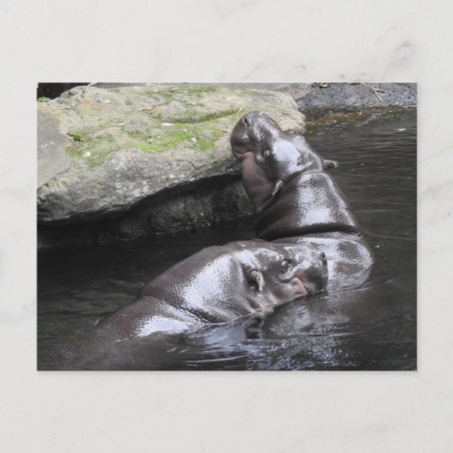 Postal Hippo Pygmy (Anverso)
