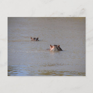Postal Hippo Stare
